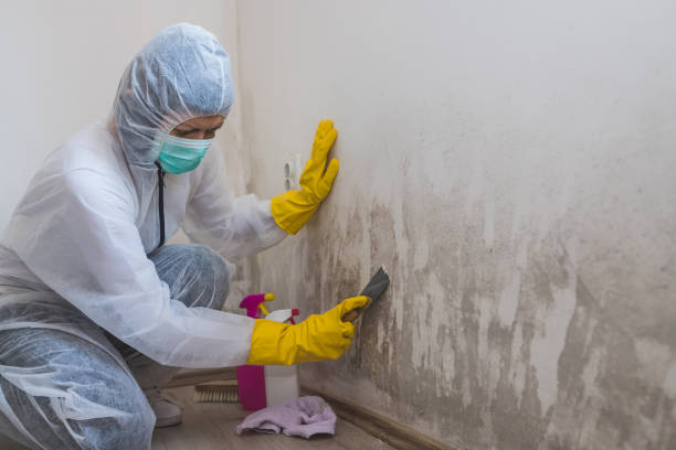 Professional Mold Remediation in Hillsdale, MI